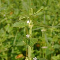 Spermacoce latifolia Aubl.